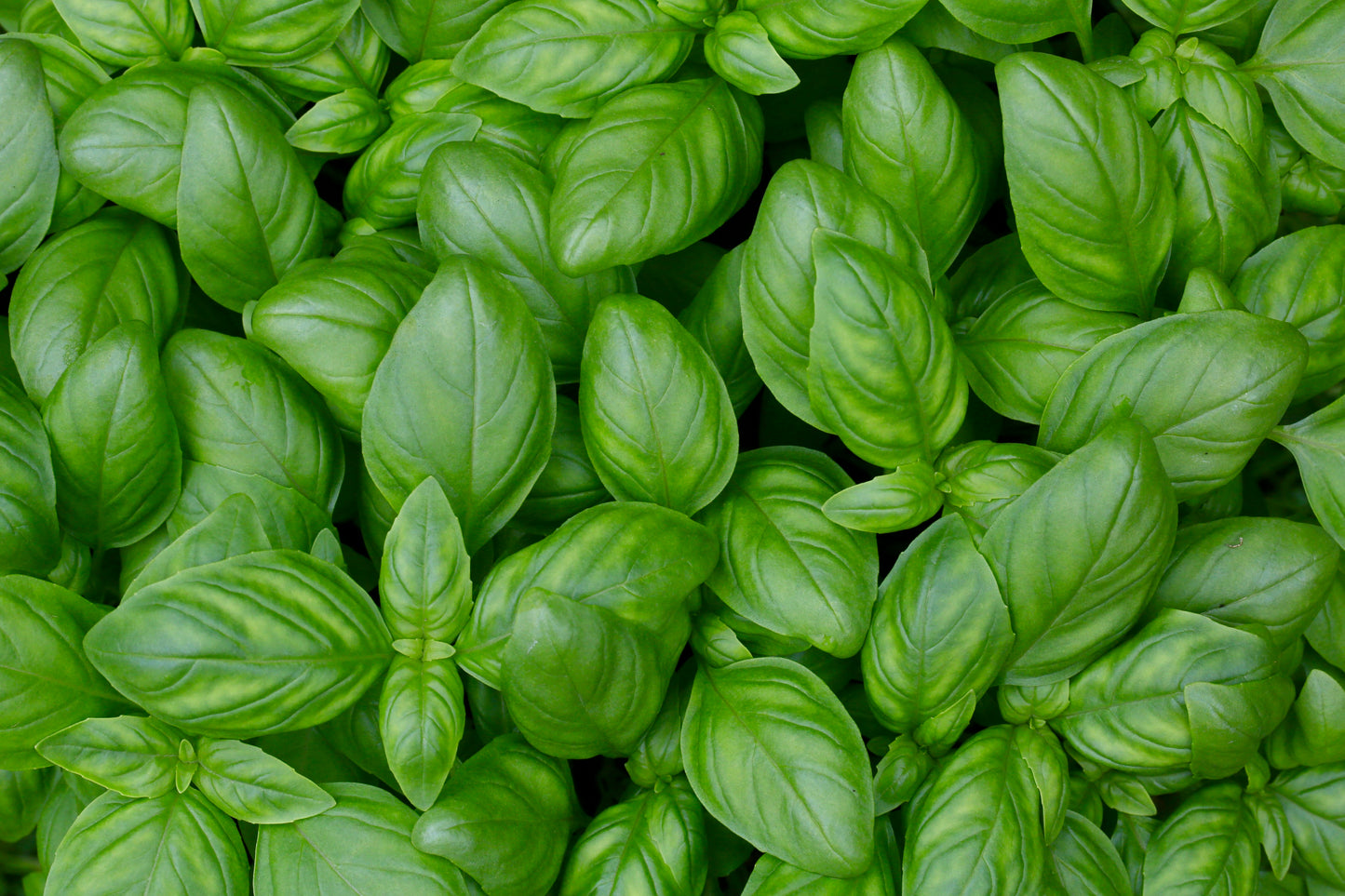 Basil seeds