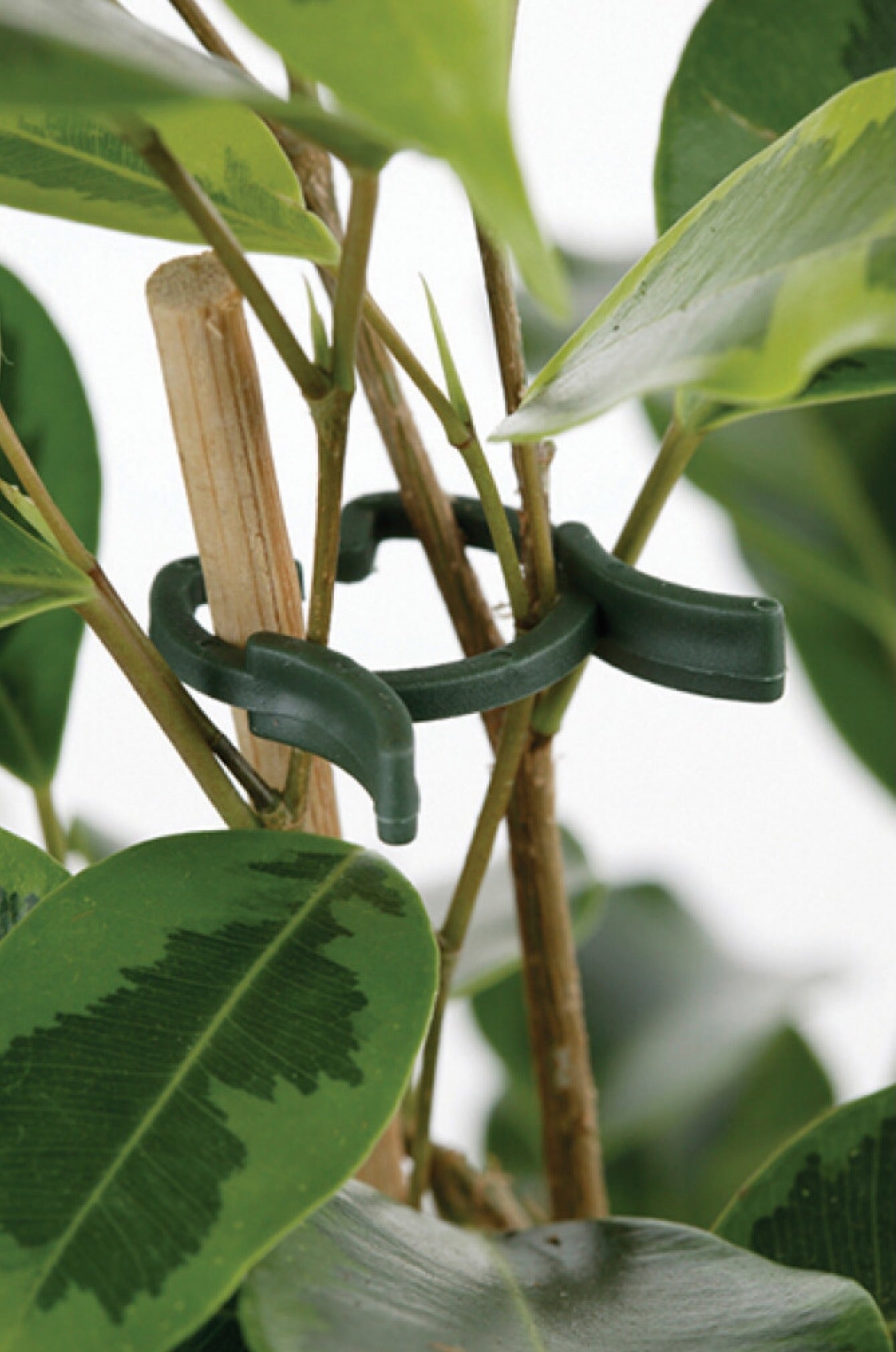 20 Eco Plant Clips 25mm