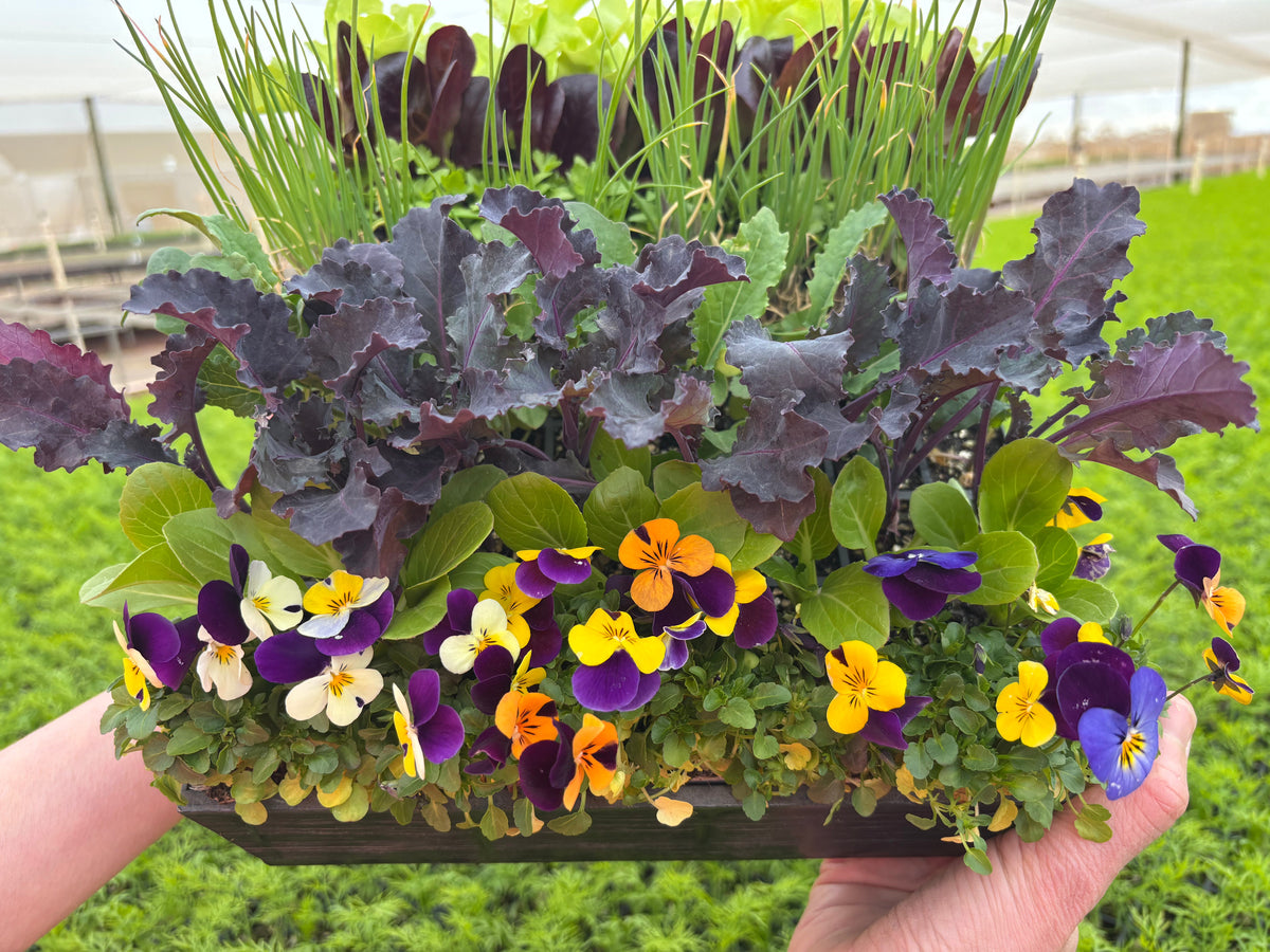 Live plants delivered