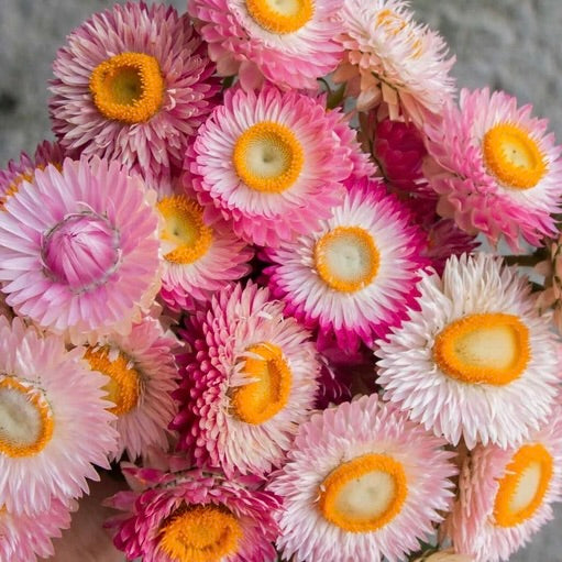 Paper Daisy Seed Bundle - 7 different Australian Native Wildflower Seed Packets