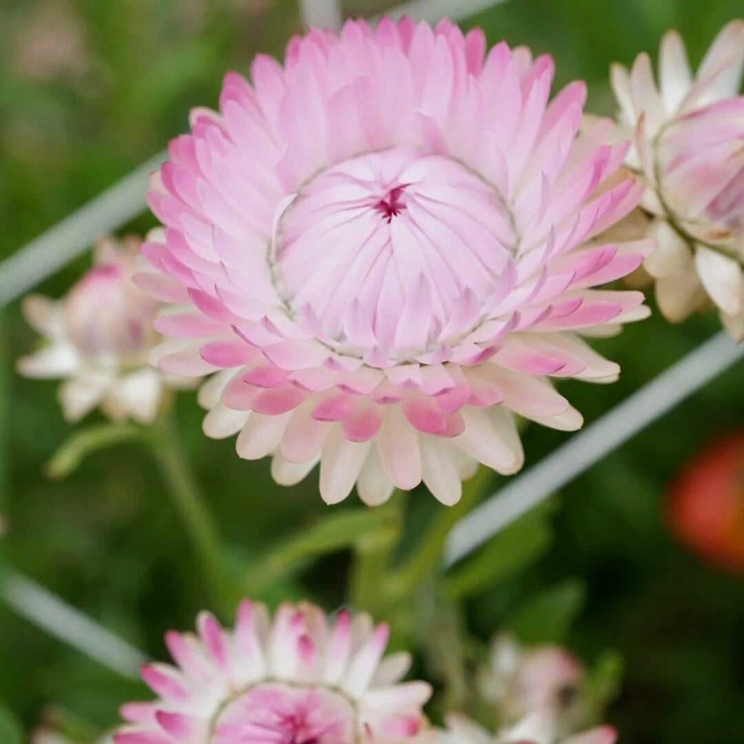 Paper Daisy Seed Bundle - 7 different Australian Native Wildflower Seed Packets