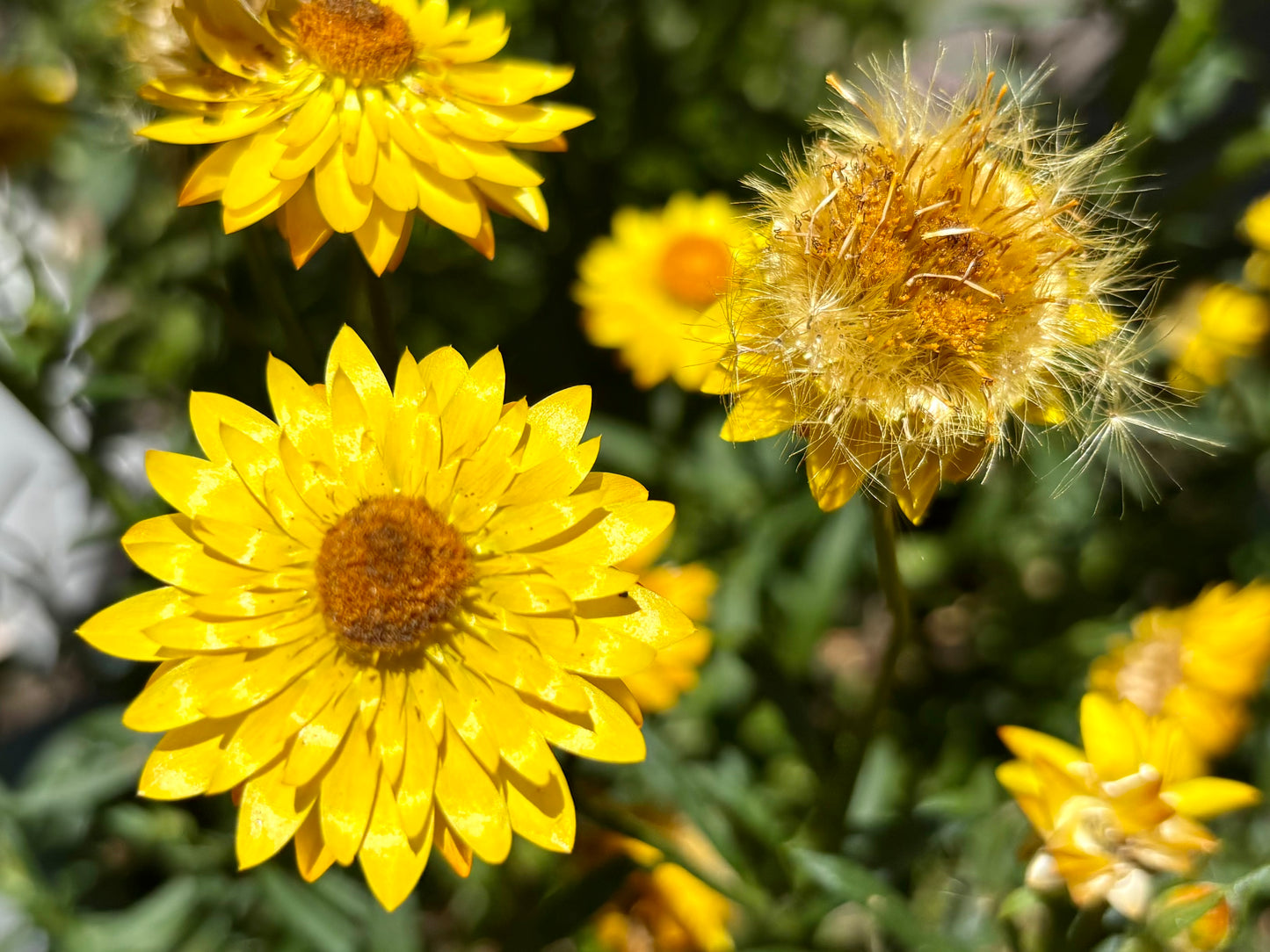Paper Daisy Seed Bundle - 7 different Australian Native Wildflower Seed Packets