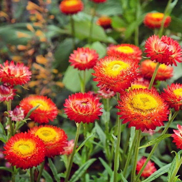 Paper Daisy Seed Bundle - 7 different Australian Native Wildflower Seed Packets