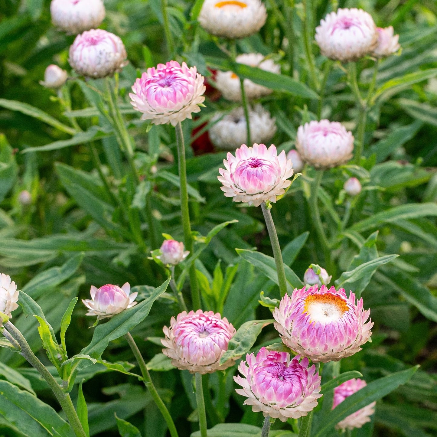 Paper Daisy Seed Bundle - 7 different Australian Native Wildflower Seed Packets