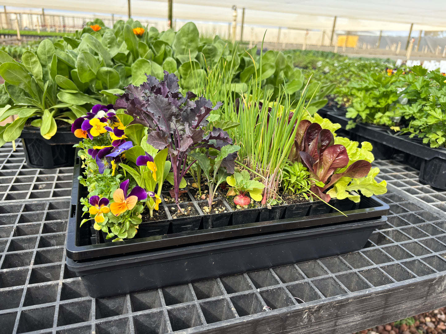 Seed Raising Kit – 72 Cell Seedling Plug Tray and Accessories