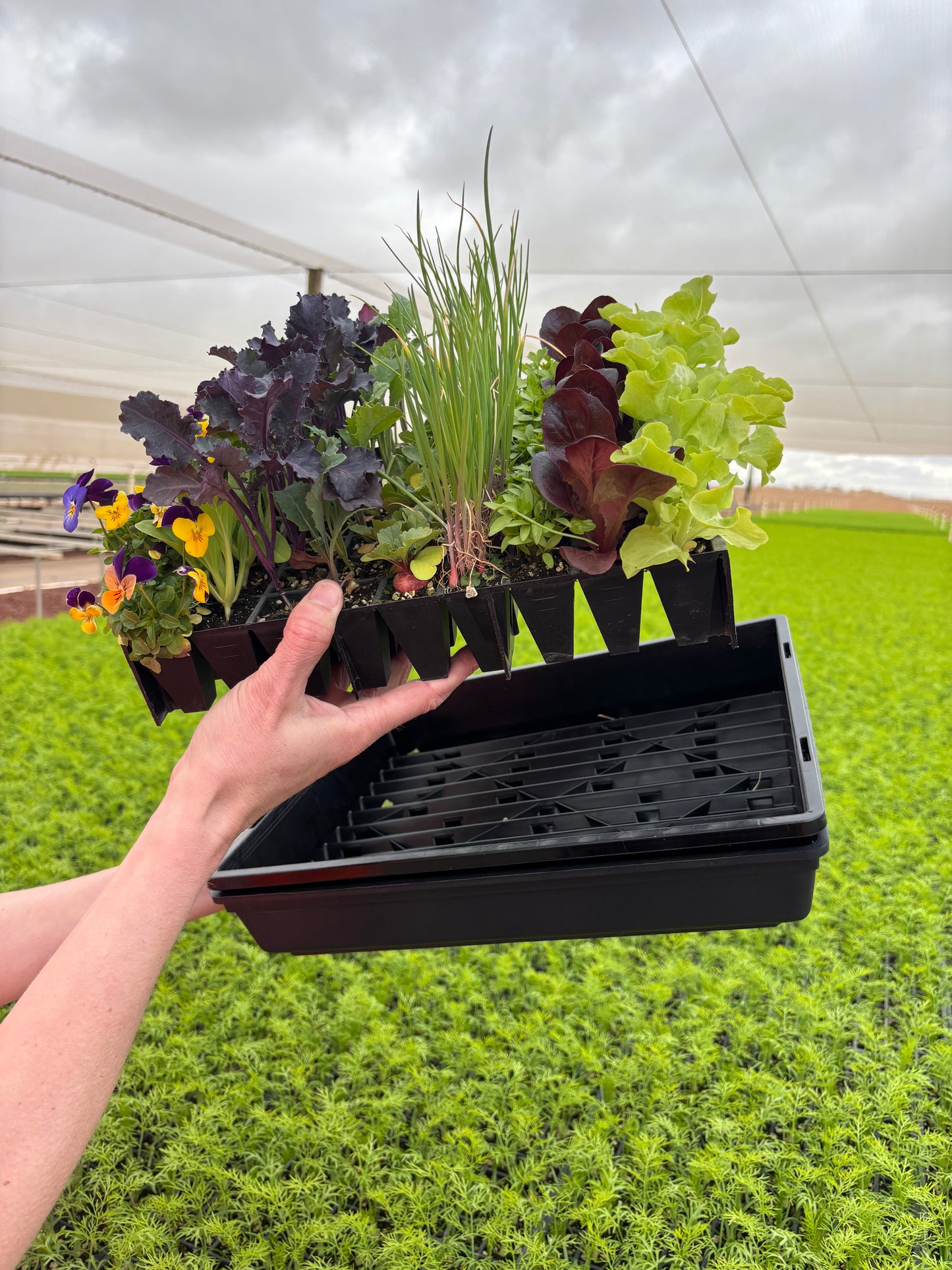 Seed Raising Kit – 72 Cell Seedling Plug Tray and Accessories