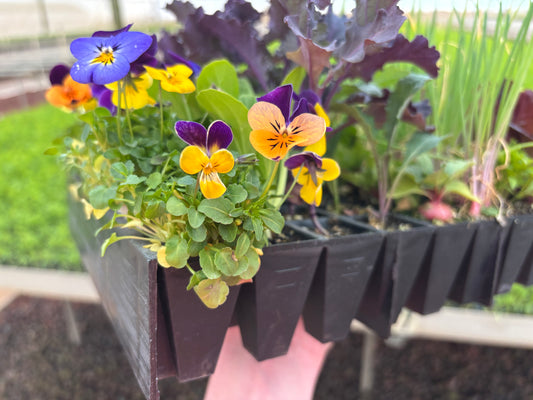 Donate to Growing Healthier Futures