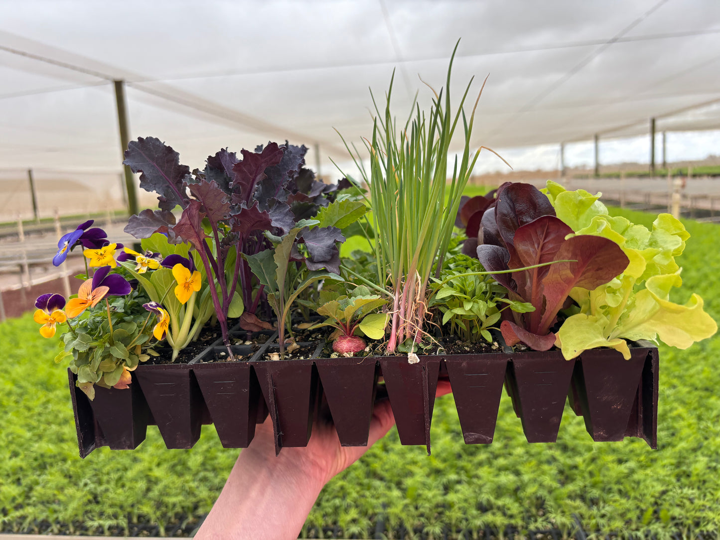 Seed Raising Kit – 72 Cell Seedling Plug Tray and Accessories