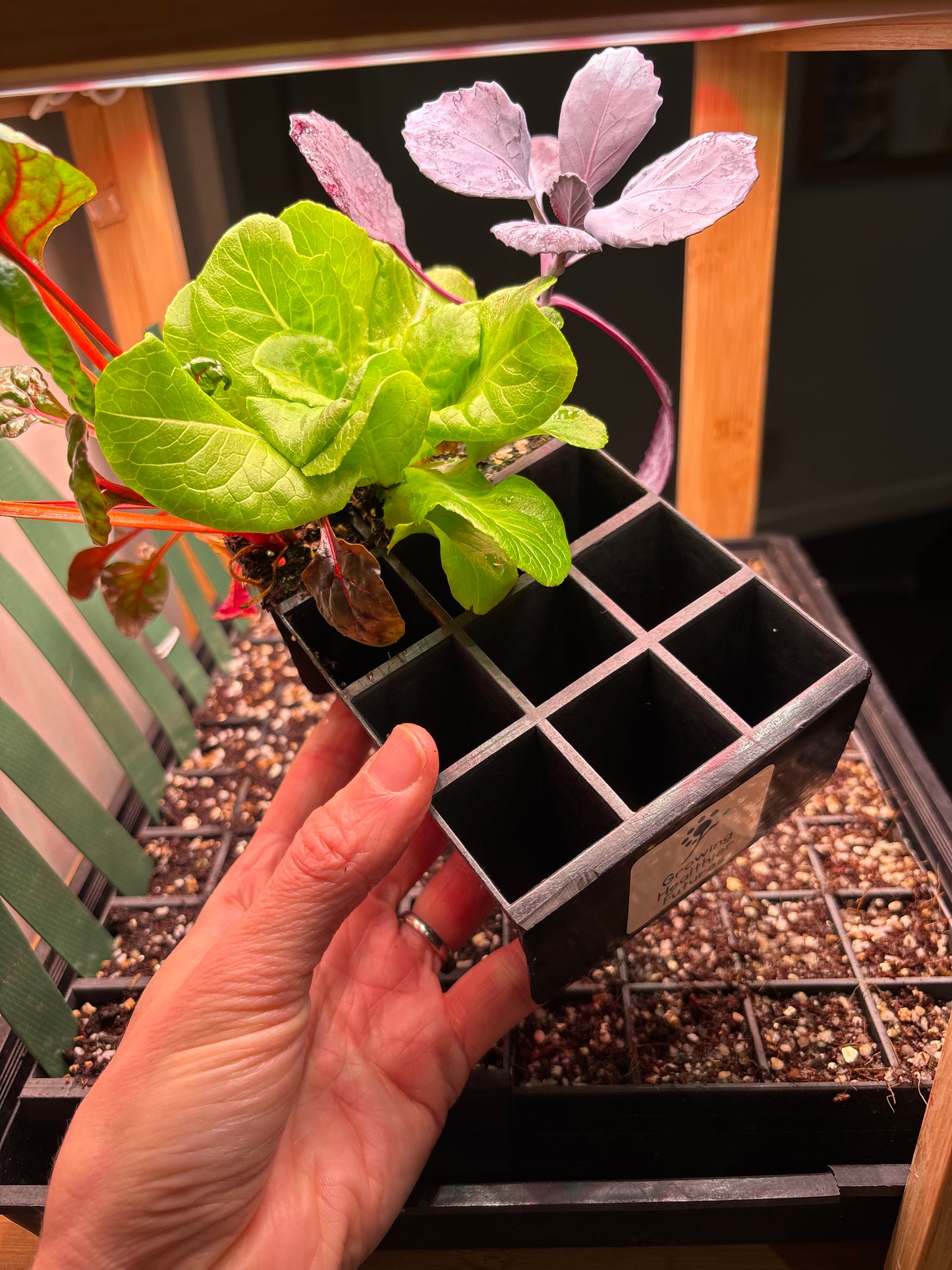 Small Seedling Plug Tray & Soil - 12 Cell