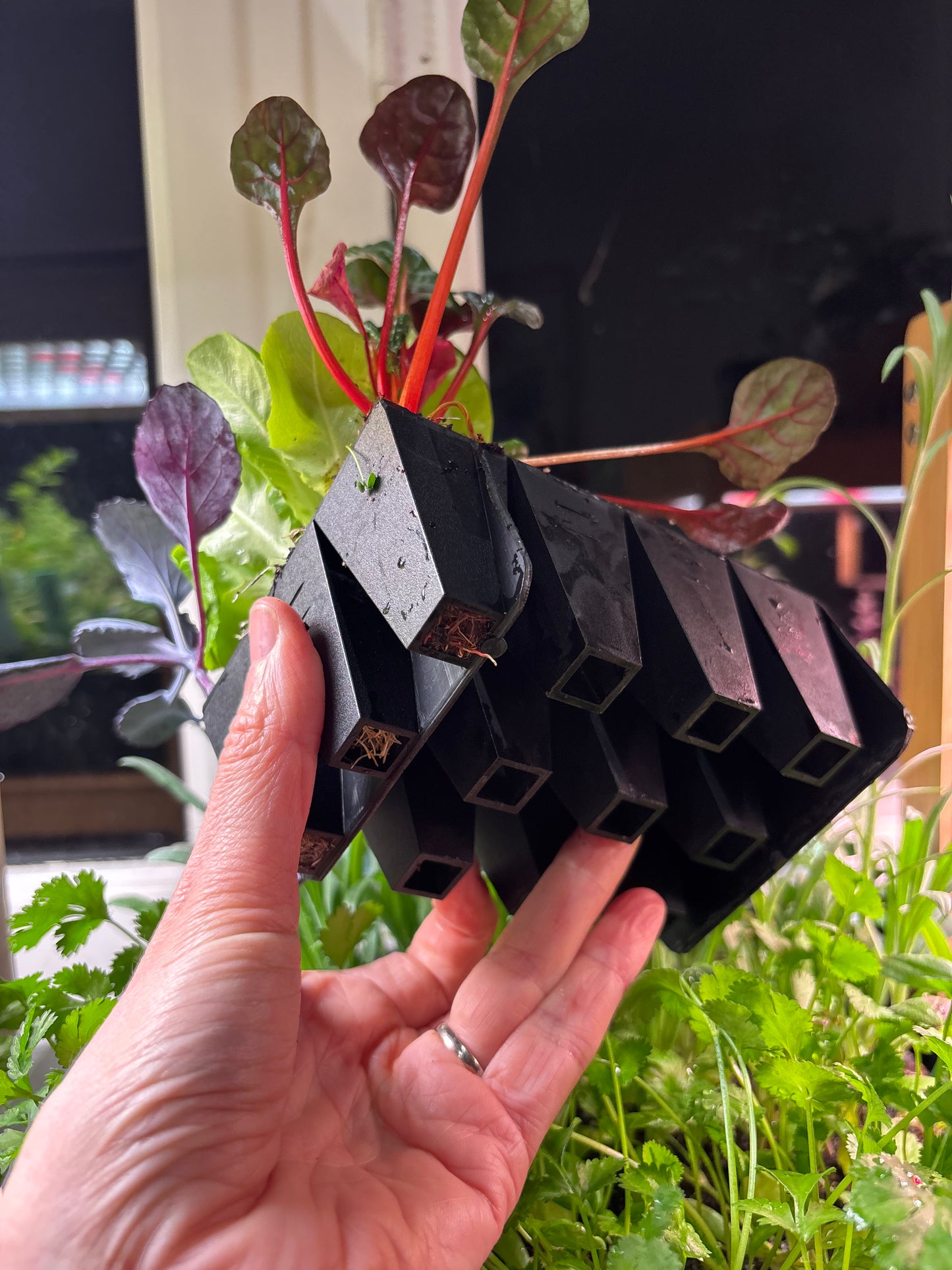 Small Seedling Plug Tray & Soil - 12 Cell