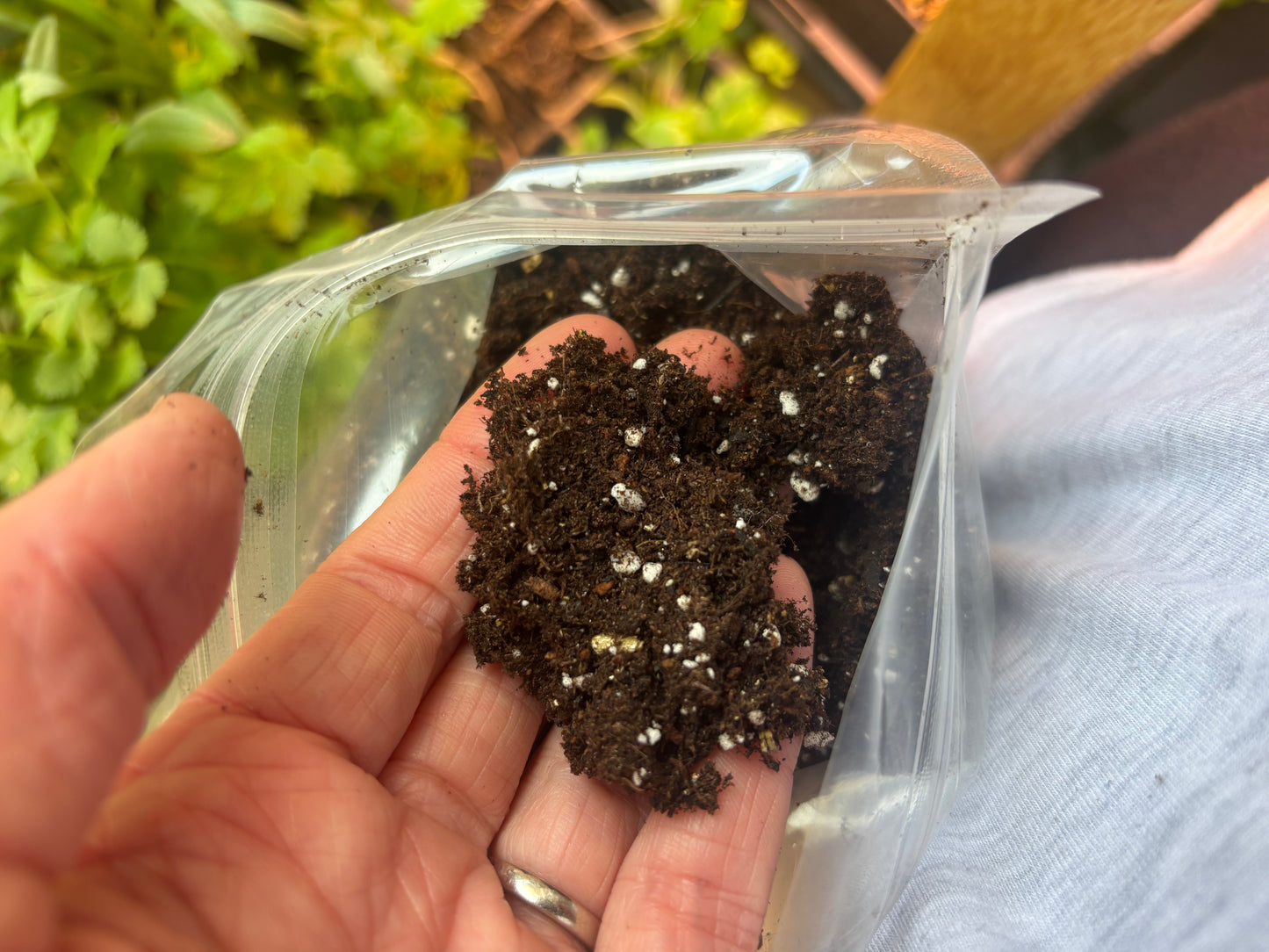 Small Seedling Plug Tray & Soil - 12 Cell