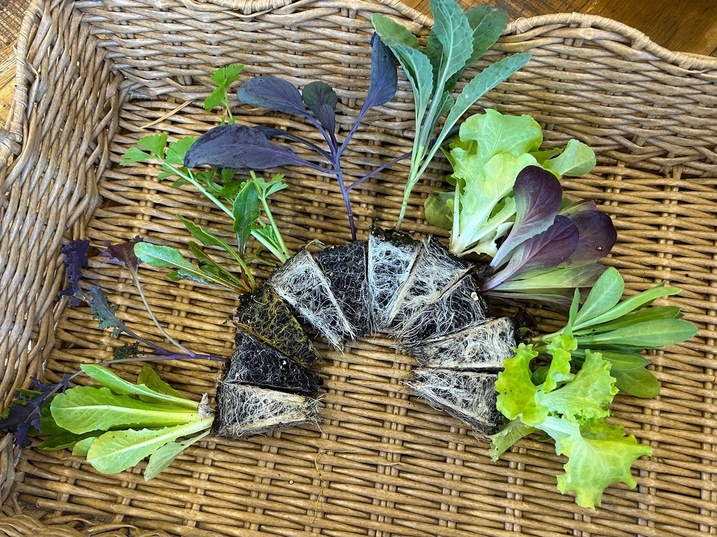 Seed Raising Kit – 72 Cell Seedling Plug Tray and Accessories