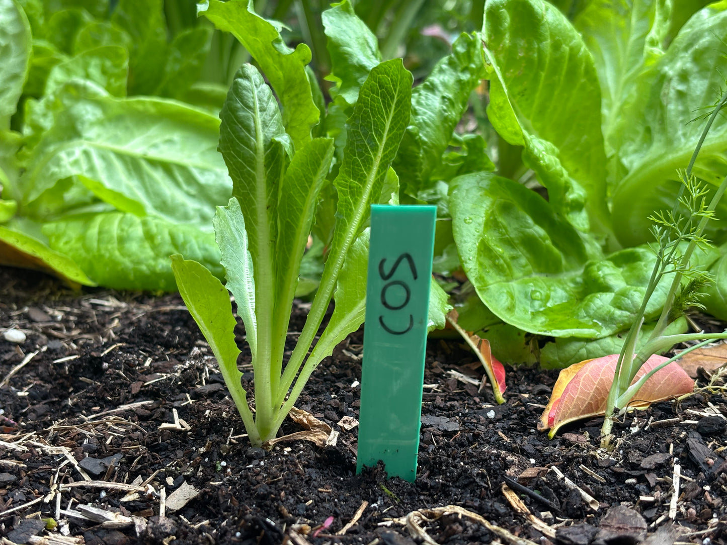 10 Eco Plant Labels - made in Melb