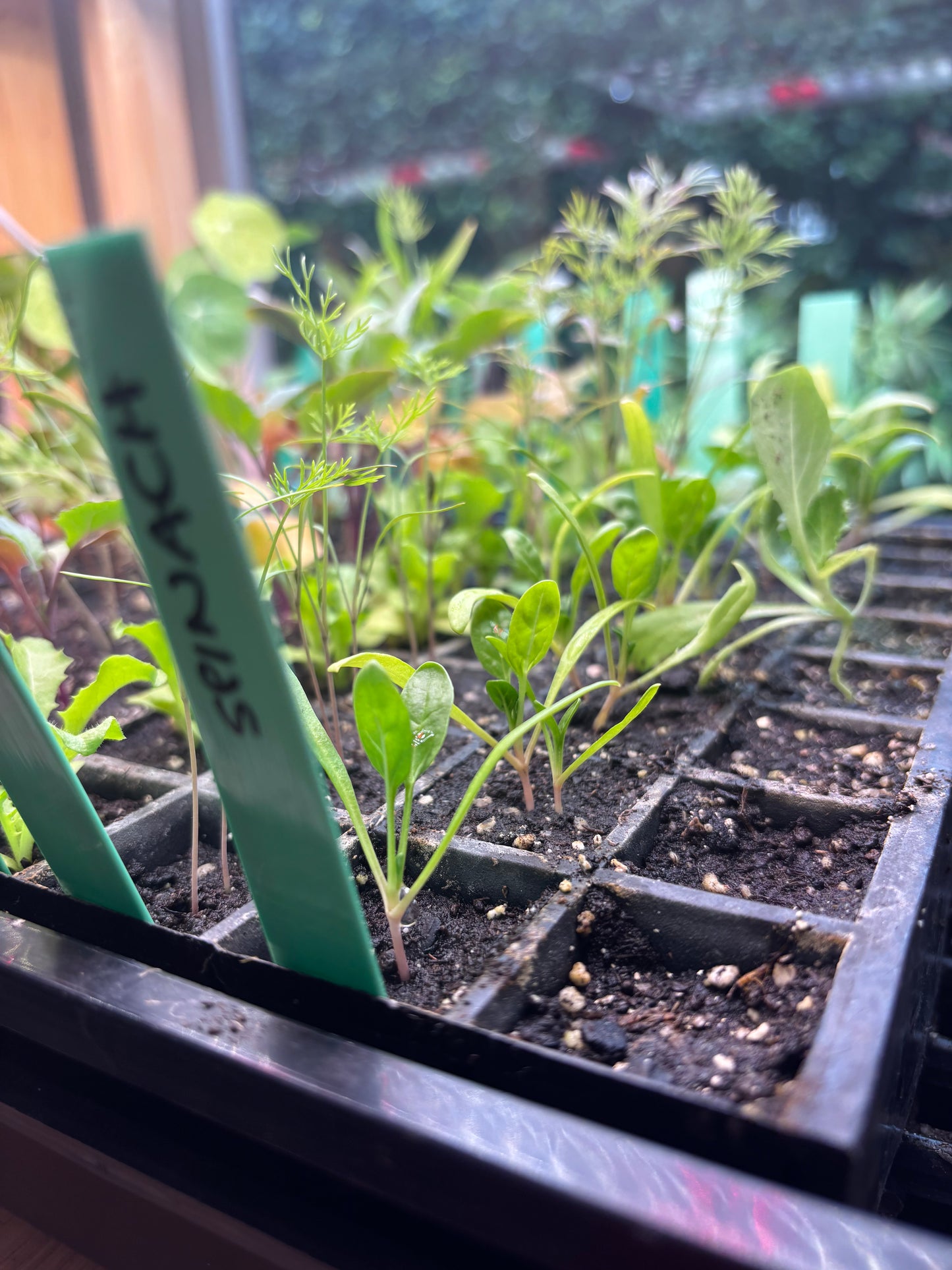 10 Eco Plant Labels - made in Melb
