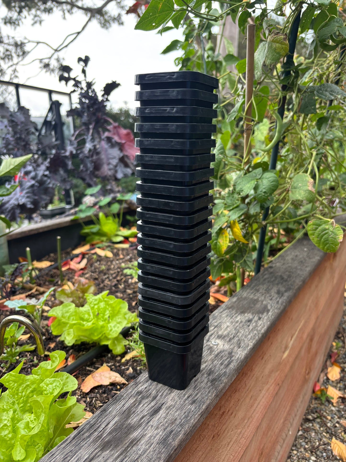 20 Eco Square Seedling Pots & Seedling Trays