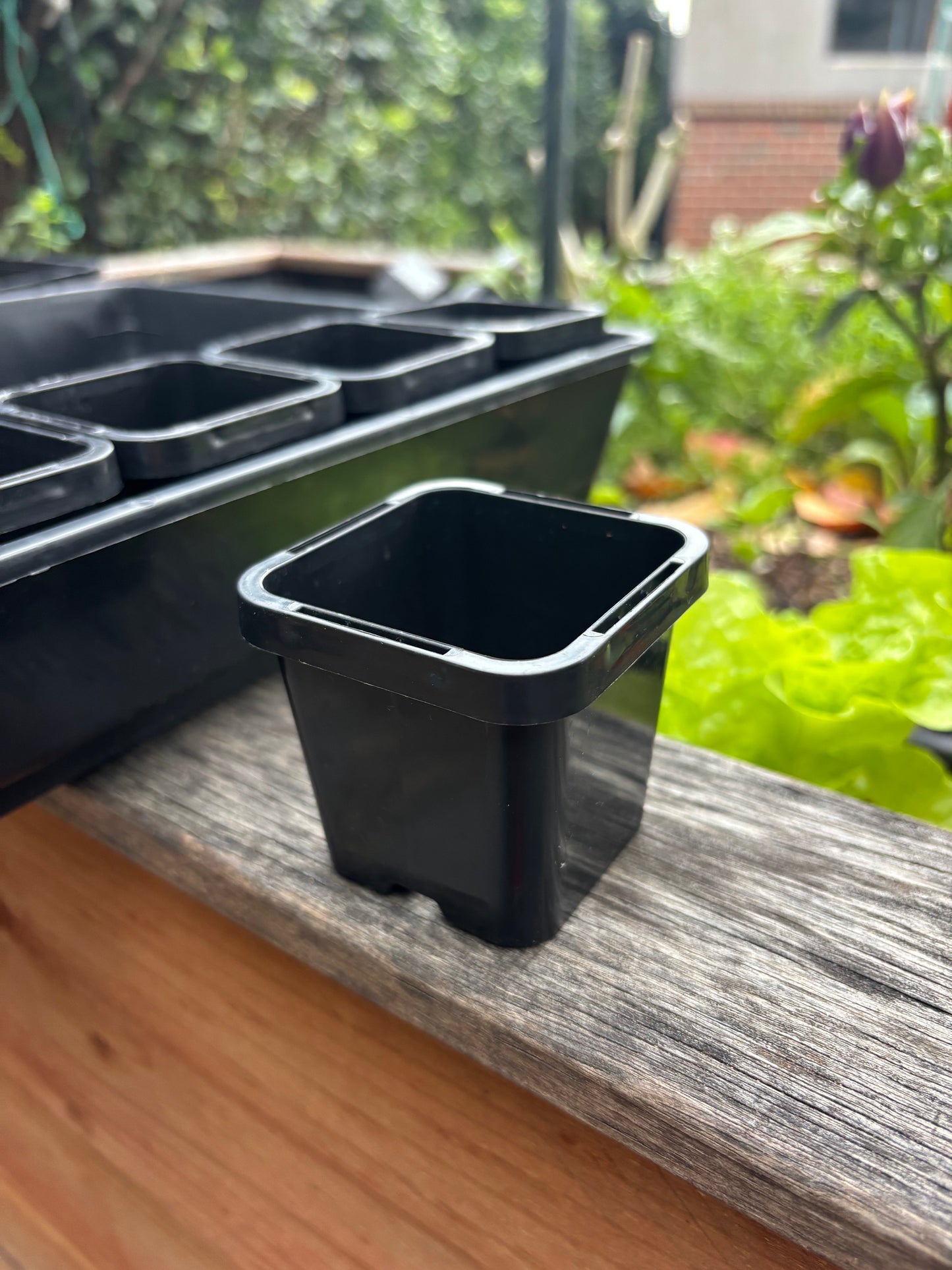 20 Eco Square Seedling Pots & Seedling Trays