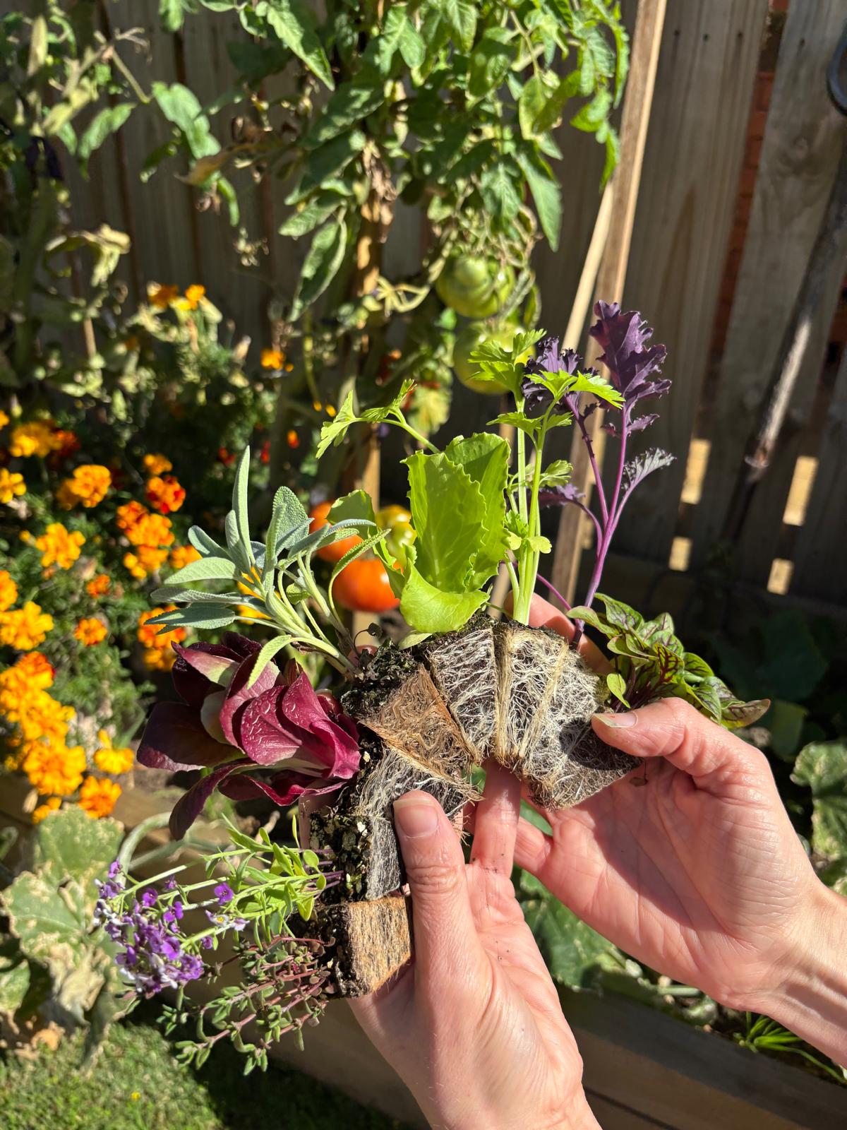School Seedling Deliveries - Quality Plants & Seedlings