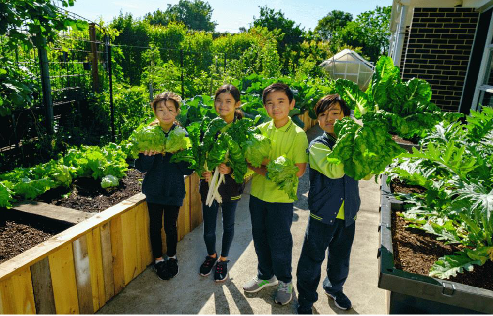 Load video: A video about Athol Road Primary School&#39;s Urban Farm